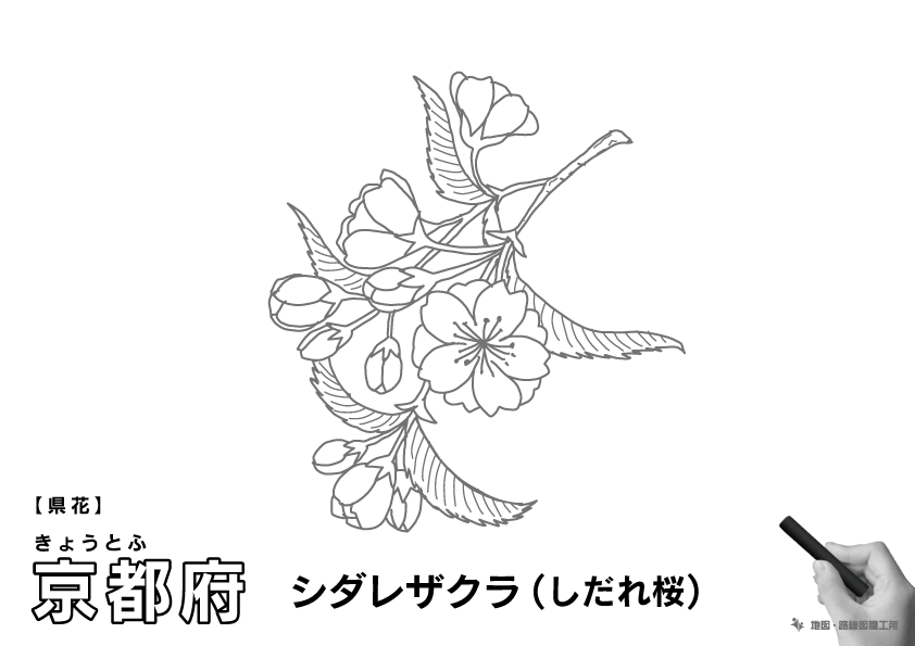 県花 京都府 シダレザクラ(しだれ桜)のイラスト・ぬりえ