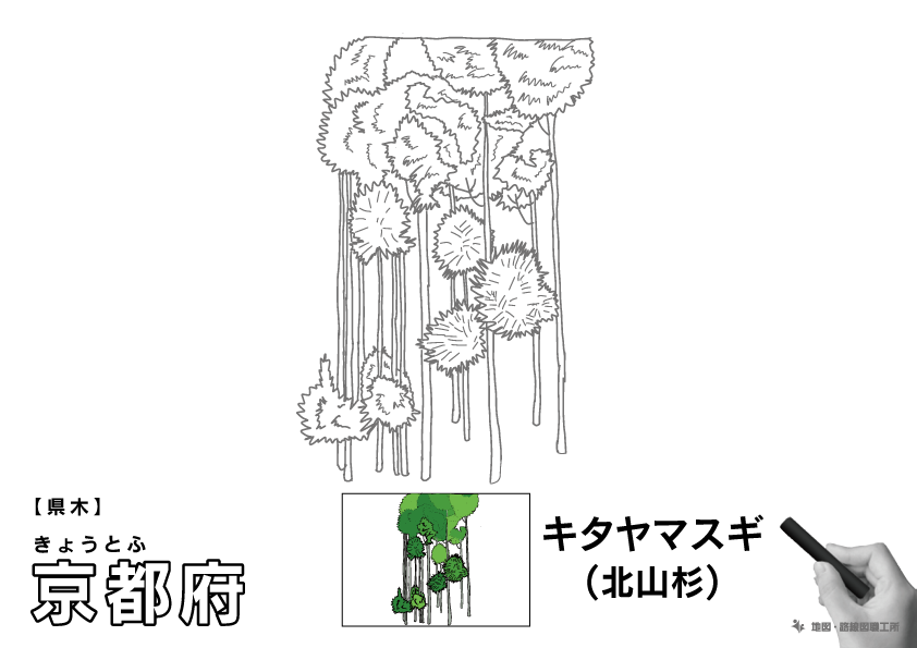 県木 京都府 キタヤマスギ(北山杉)のイラスト・ぬりえ