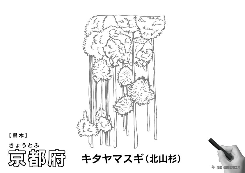 県木 京都府 キタヤマスギ(北山杉)のイラスト・ぬりえ