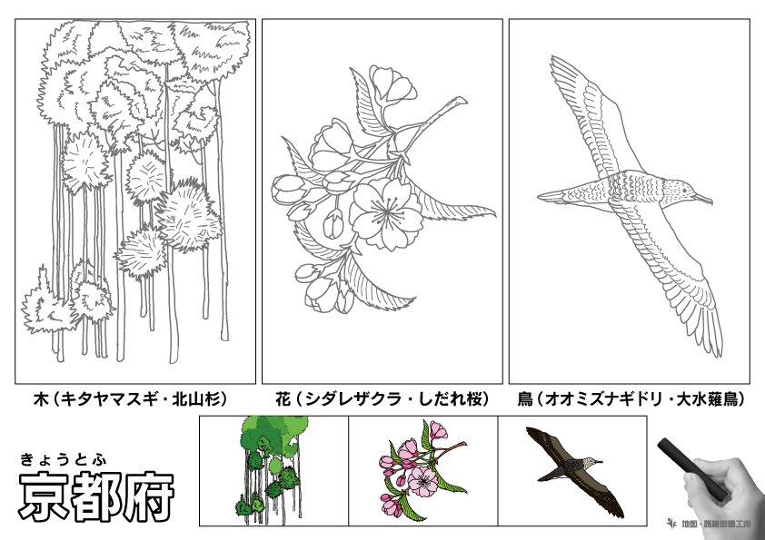 京都府の 県木 県花 県鳥 ぬりえ イラストを無料ダウンロード