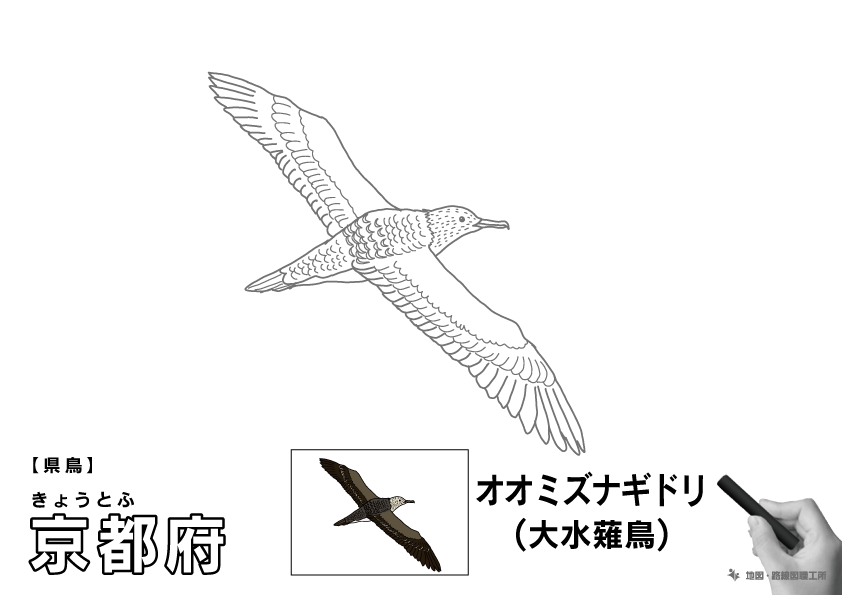 県鳥 京都府 オオミズナギドリ(大水薙鳥)のイラスト・ぬりえ