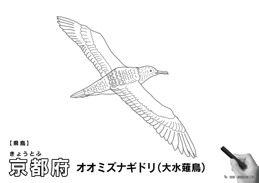 県鳥 京都府 オオミズナギドリ(大水薙鳥)のイラスト・ぬりえ