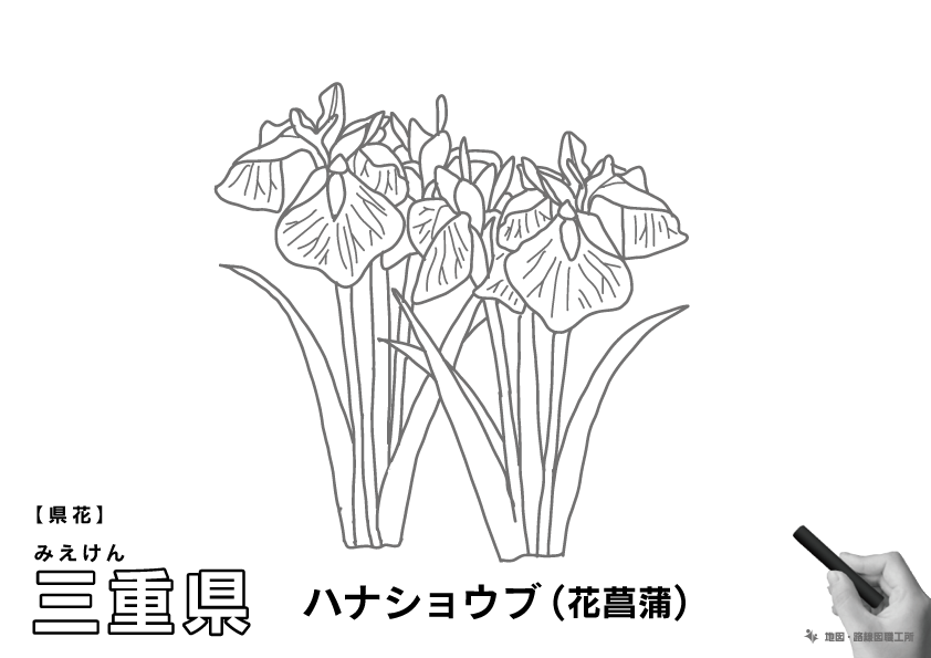 県花 三重県 ハナショウブ(花菖蒲)のイラスト・ぬりえ