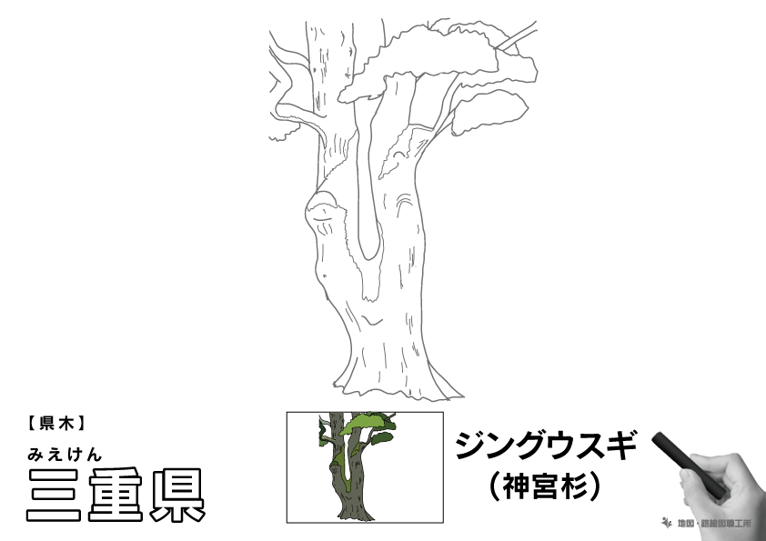 県木 三重県 ジングウスギ(神宮杉)のイラスト・ぬりえ