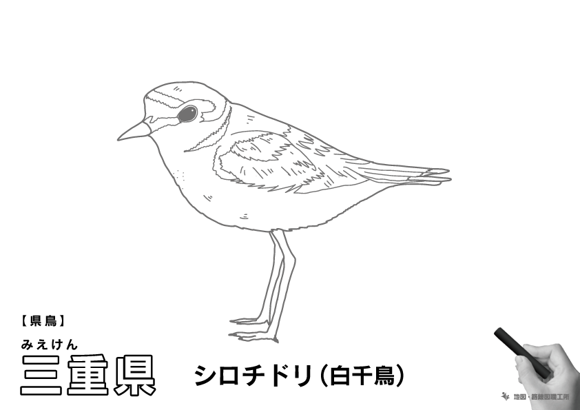 県鳥 三重県 シロチドリ(白千鳥)のイラスト・ぬりえ