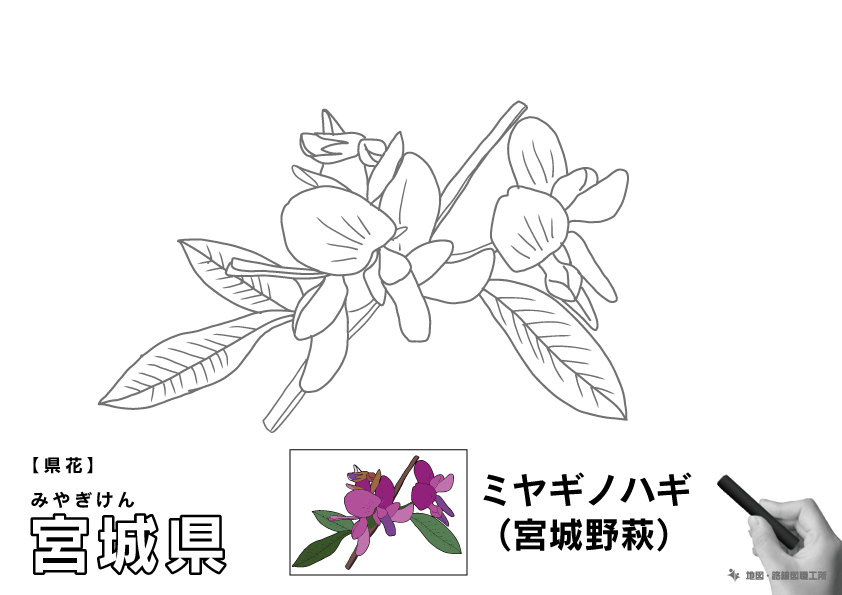県花 宮城県 ミヤギノハギ(宮城野萩)のイラスト・ぬりえ