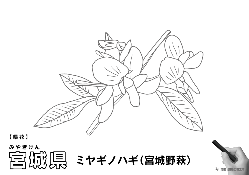 県花 宮城県 ミヤギノハギ(宮城野萩)のイラスト・ぬりえ