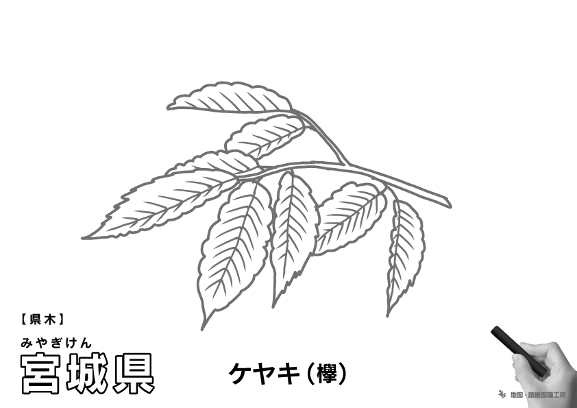 県木 宮城県 ケヤキ(欅)のイラスト・ぬりえ