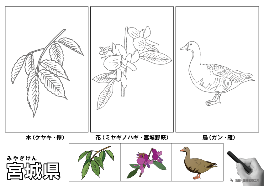 宮城県の県木・県花・県鳥のぬりえイラスト