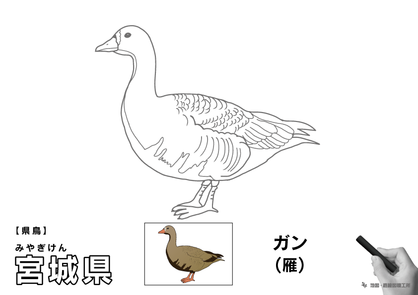 県鳥 宮城県 ガン(雁)のイラスト・ぬりえ