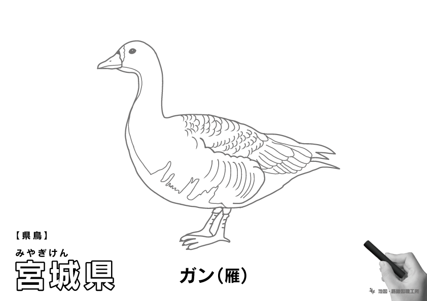 宮城県の 県木 県花 県鳥 ぬりえ イラストを無料ダウンロード