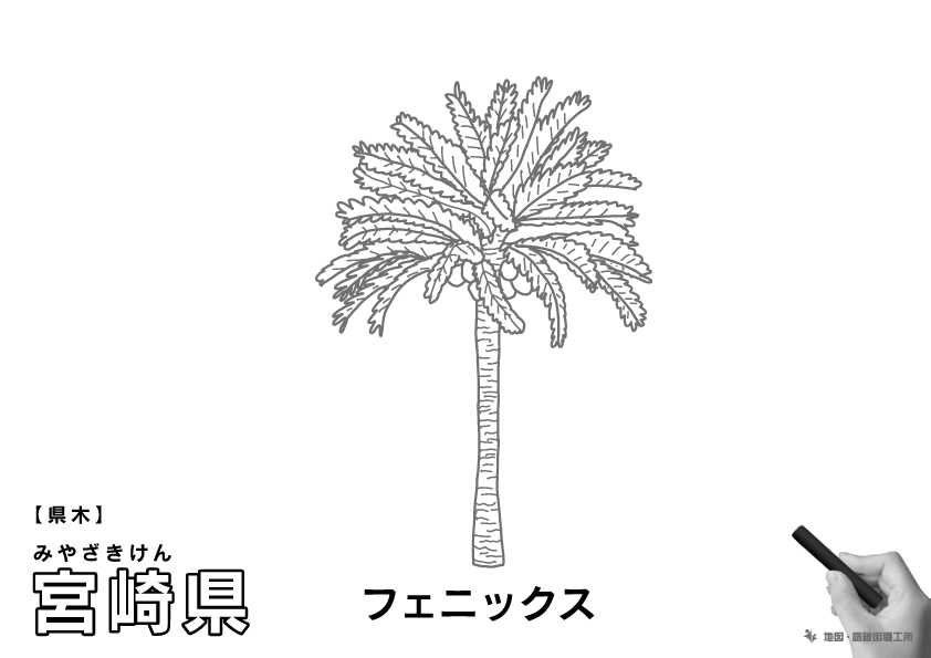 県木 宮崎県 フェニックスのイラスト・ぬりえ