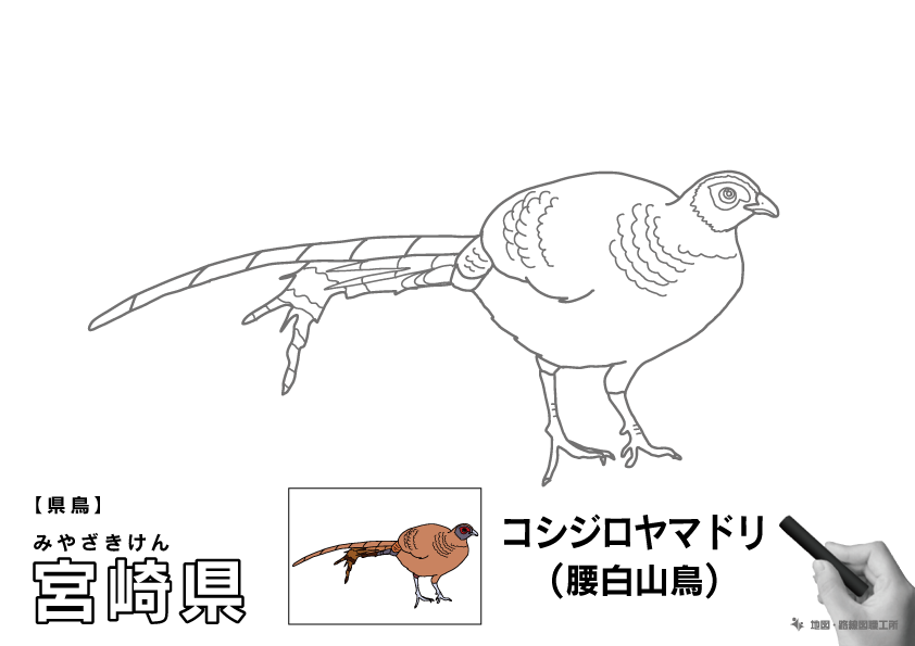 県鳥 宮崎県 コシジロヤマドリ(腰白山鳥)のイラスト・ぬりえ