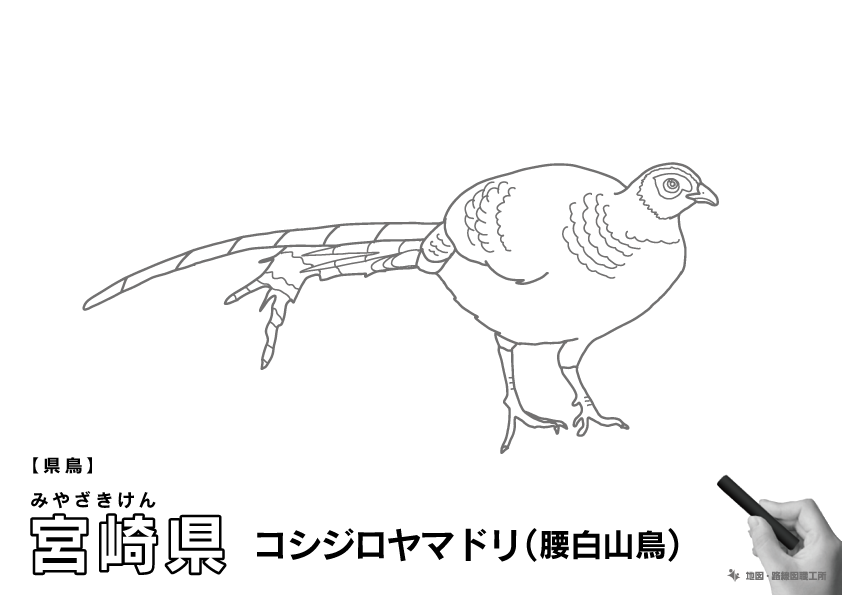 県鳥 宮崎県 コシジロヤマドリ(腰白山鳥)のイラスト・ぬりえ
