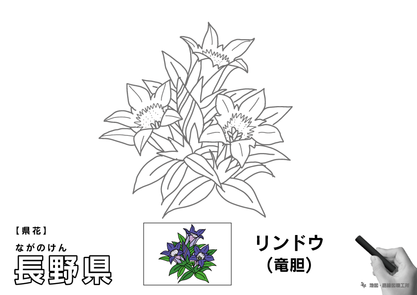 県花 長野県 リンドウ(竜胆)のイラスト・ぬりえ