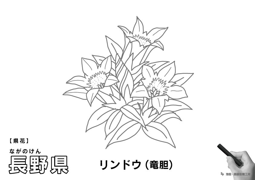 県花 長野県 リンドウ(竜胆)のイラスト・ぬりえ
