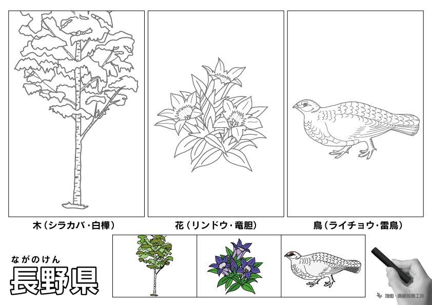 長野県 県木 県花 県鳥 のイラスト・ぬりえ