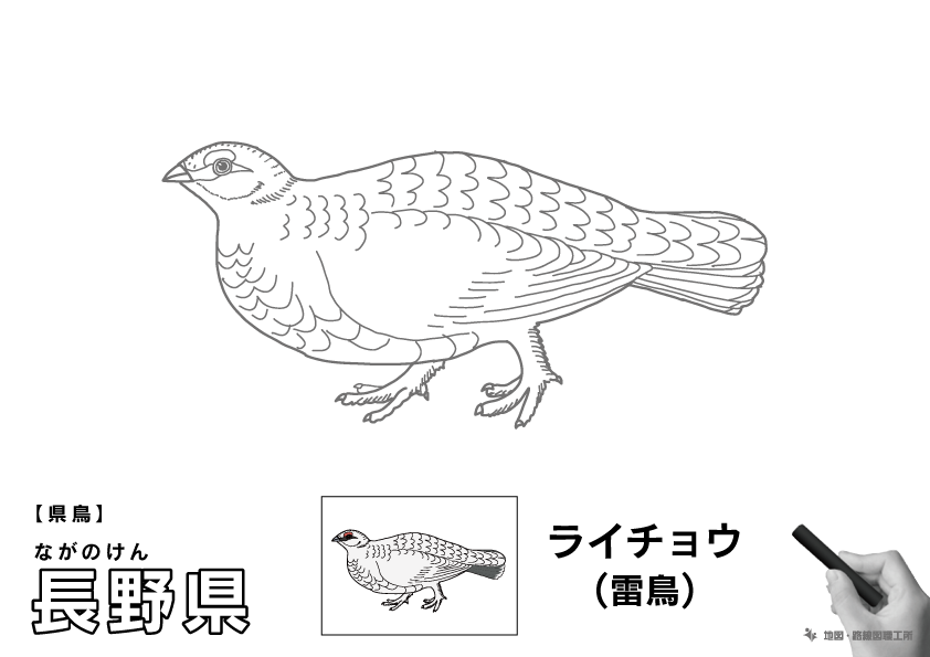 県鳥 長野県 ライチョウ(雷鳥)のイラスト・ぬりえ