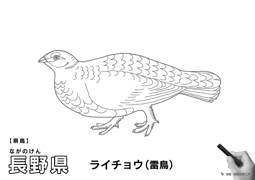 県鳥 長野県 ライチョウ(雷鳥)のイラスト・ぬりえ