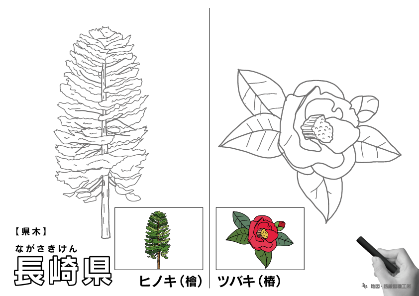 県木 長崎県 ヒノキ(檜)・ツバキ(椿)のイラスト・ぬりえ