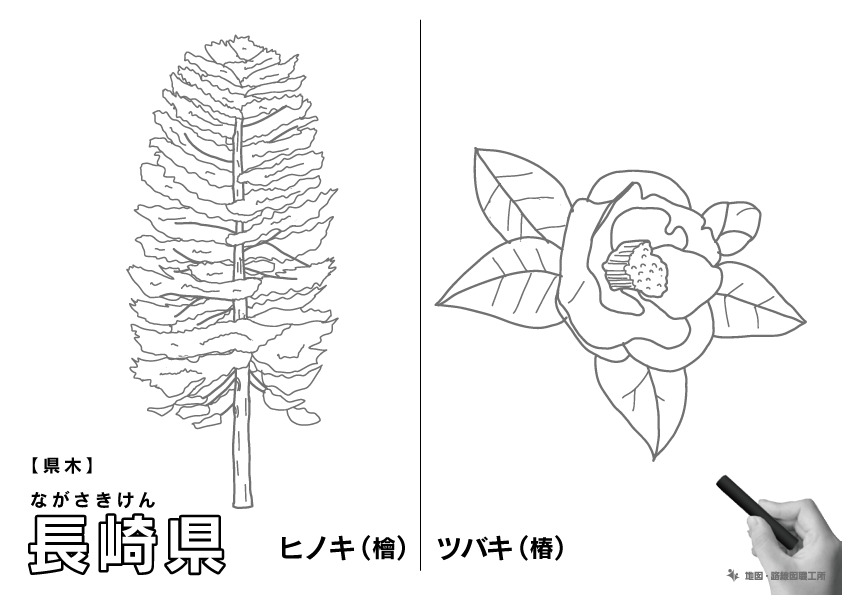 県木 長崎県 ヒノキ(檜)・ツバキ(椿)のイラスト・ぬりえ