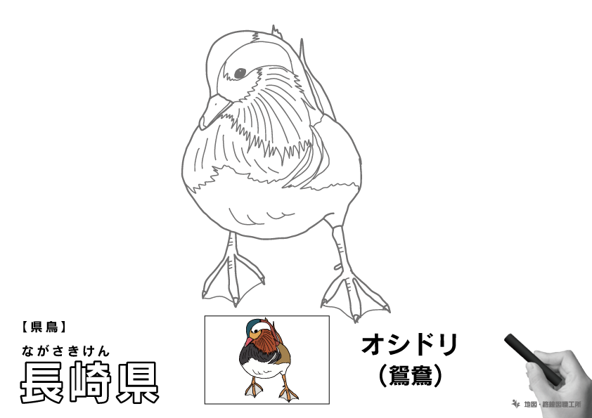 県鳥 長崎県 オシドリ(鴛鴦)のイラスト・ぬりえ