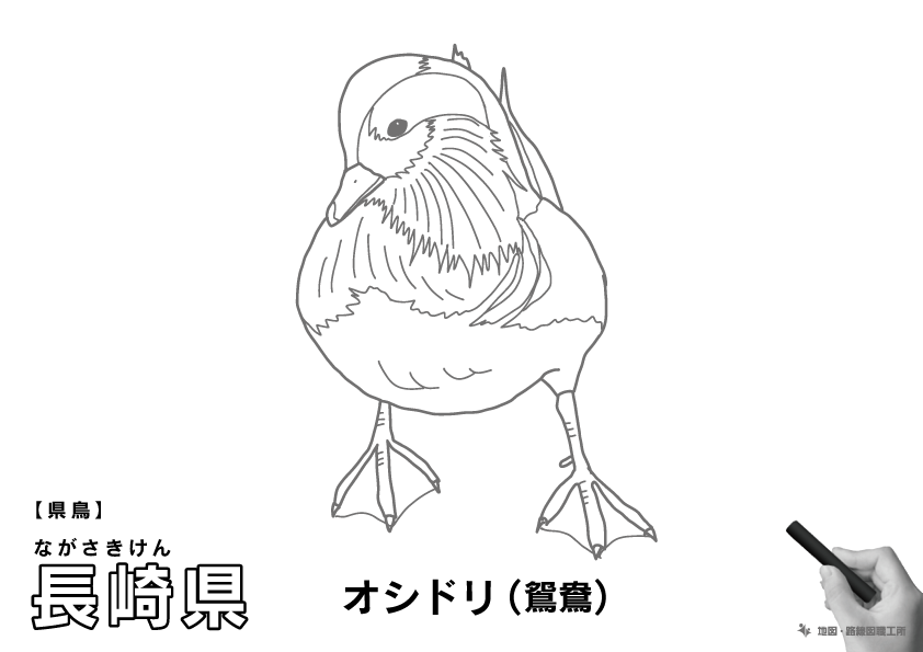 県鳥 長崎県 オシドリ(鴛鴦)のイラスト・ぬりえ