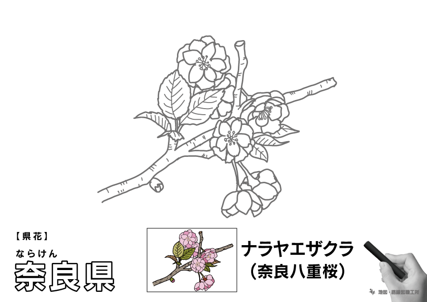 県花 奈良県 ナラヤエザクラ(奈良八重桜)のイラスト・ぬりえ