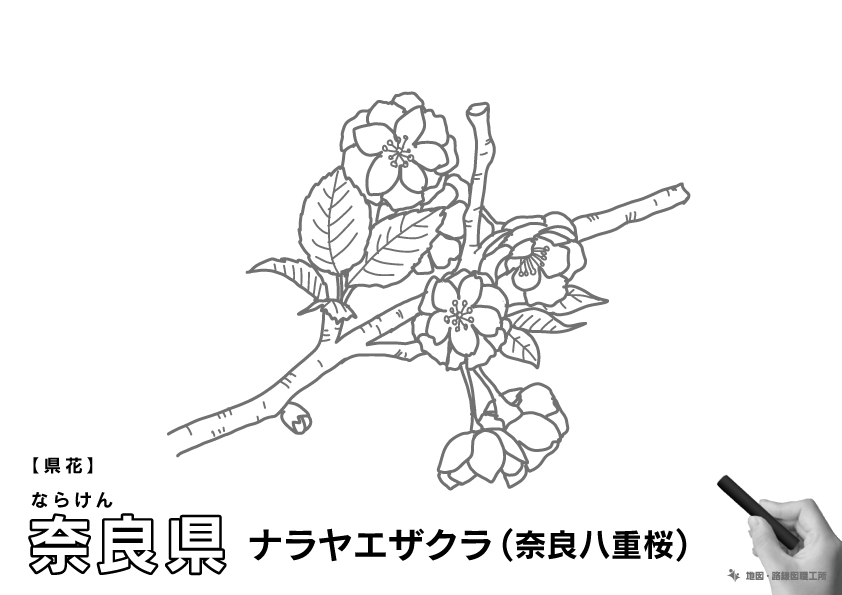 県花 奈良県 ナラヤエザクラ(奈良八重桜)のイラスト・ぬりえ
