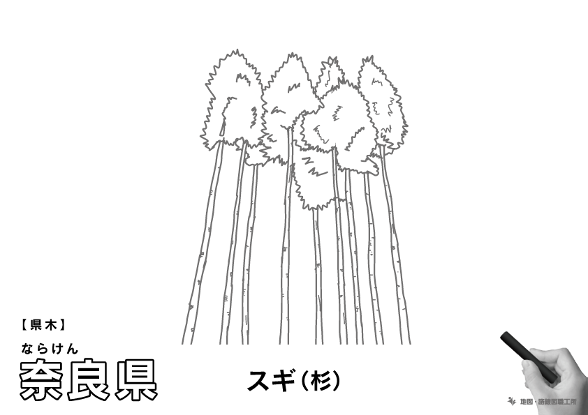 県木 奈良県 スギ(杉)のイラスト・ぬりえ