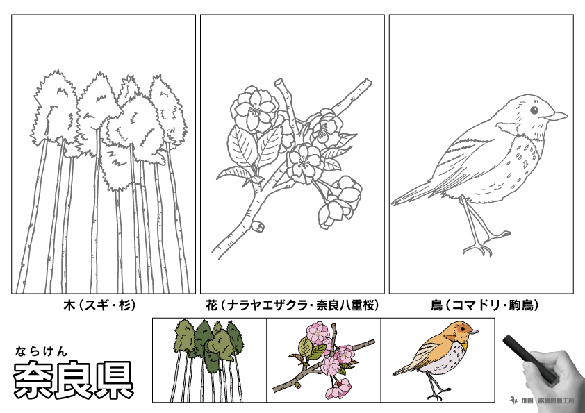 奈良県の 県木 県花 県鳥 ぬりえ イラストを無料ダウンロード