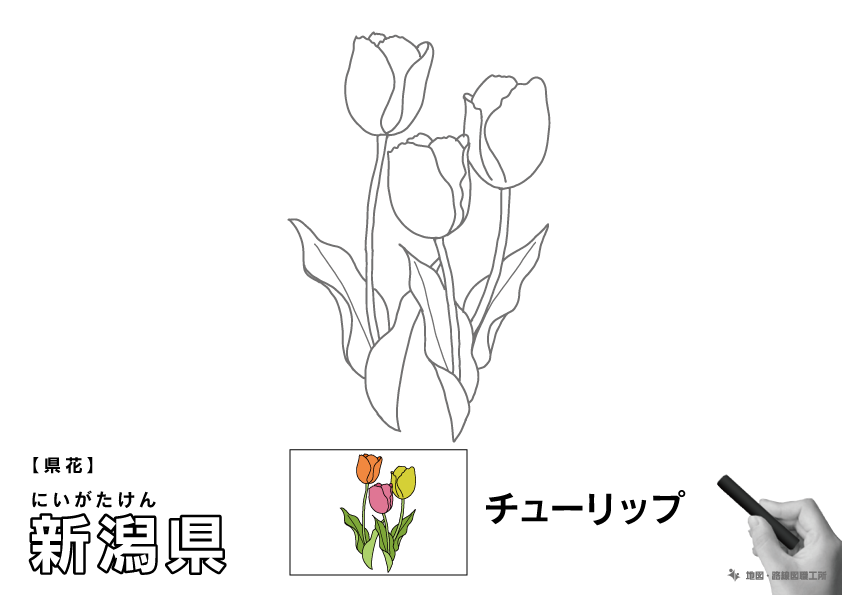 県花 新潟県 チューリップのイラスト・ぬりえ