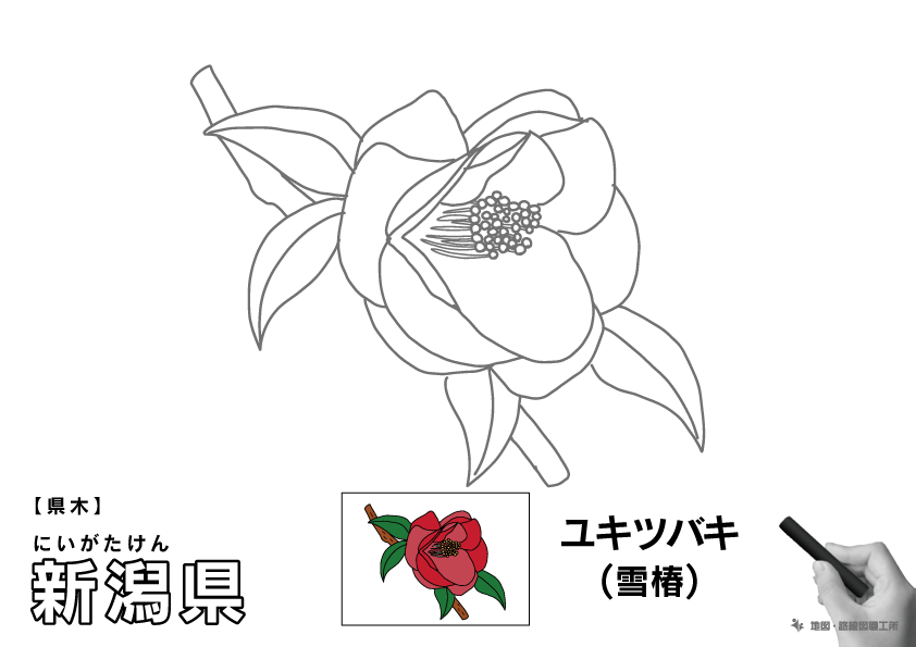 県木 新潟県 ユキツバキ(雪椿)のイラスト・ぬりえ