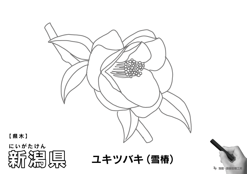 県木 新潟県 ユキツバキ(雪椿)のイラスト・ぬりえ
