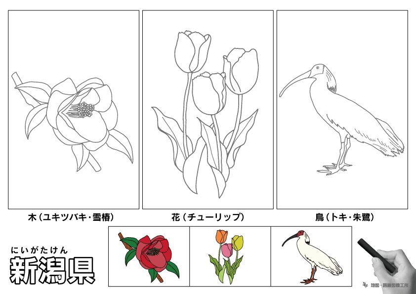 新潟県 県木 県花 県鳥 のイラスト・ぬりえ