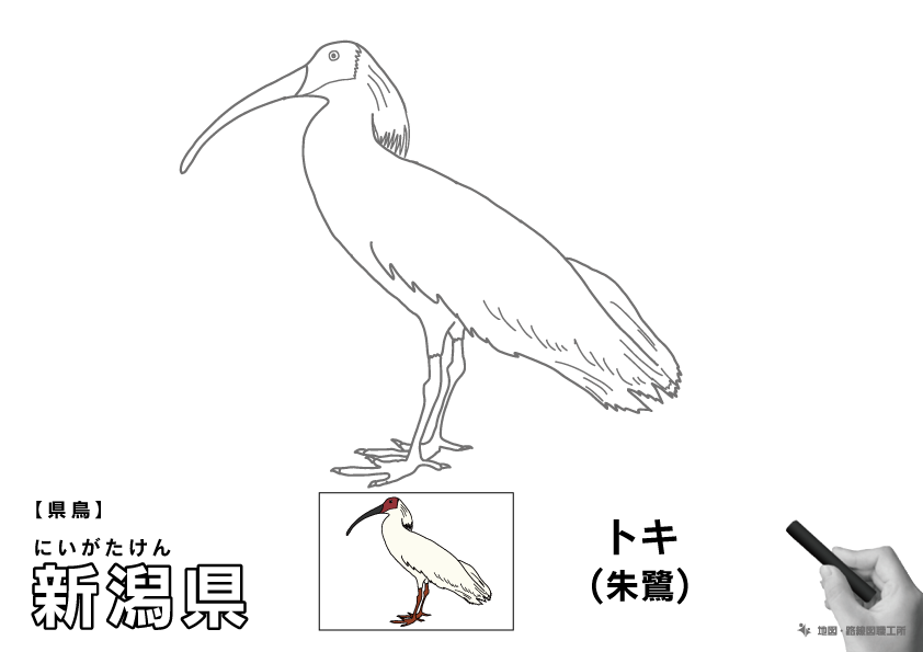 県鳥 新潟県 トキ(朱鷺)のイラスト・ぬりえ