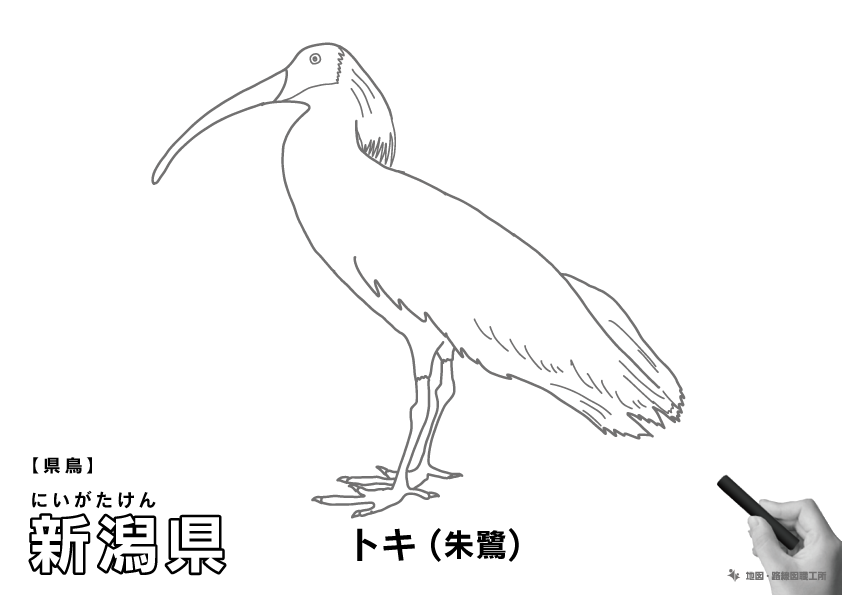 県鳥 新潟県 トキ(朱鷺)のイラスト・ぬりえ