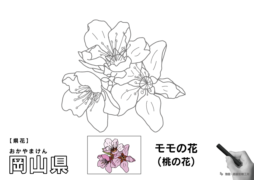 県花 岡山県 モモの花(桃の花)のイラスト・ぬりえ