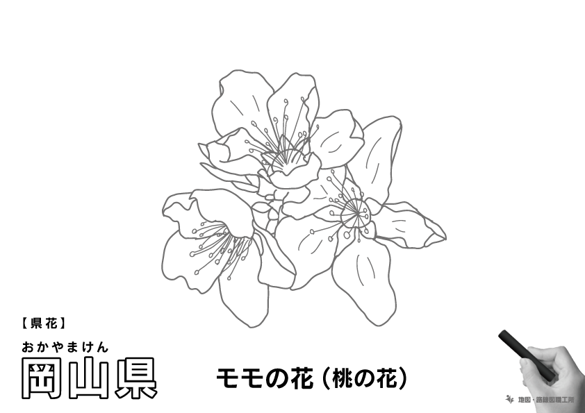 県花 岡山県 モモの花(桃の花)のイラスト・ぬりえ
