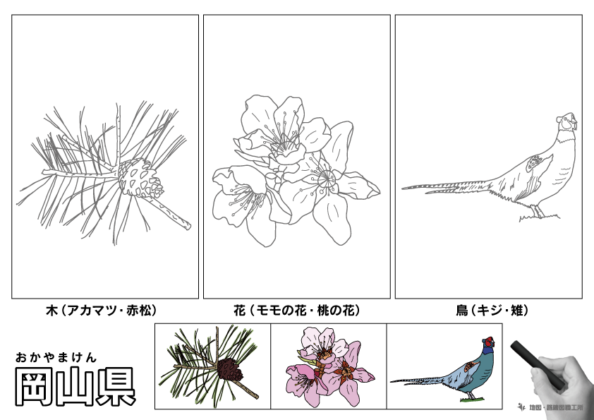 岡山県 県木 県花 県鳥 のイラスト・ぬりえ