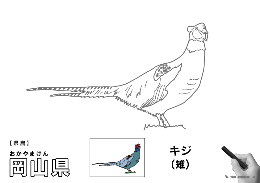 県鳥 岡山県 キジ(雉)のイラスト・ぬりえ