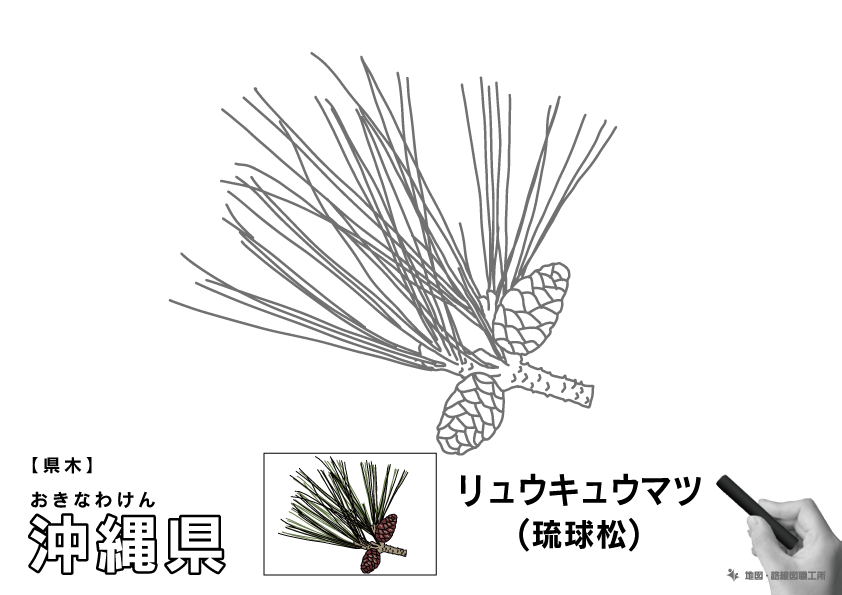 県木 沖縄県 リュウキュウマツ(琉球松)のイラスト・ぬりえ