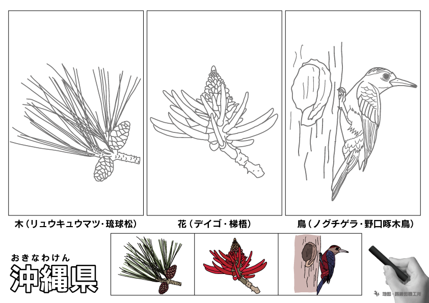 沖縄県の 県木 県花 県鳥 ぬりえ イラストを無料ダウンロード