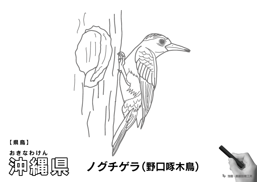 県鳥 沖縄県 ノグチゲラ(野口啄木鳥)のイラスト・ぬりえ