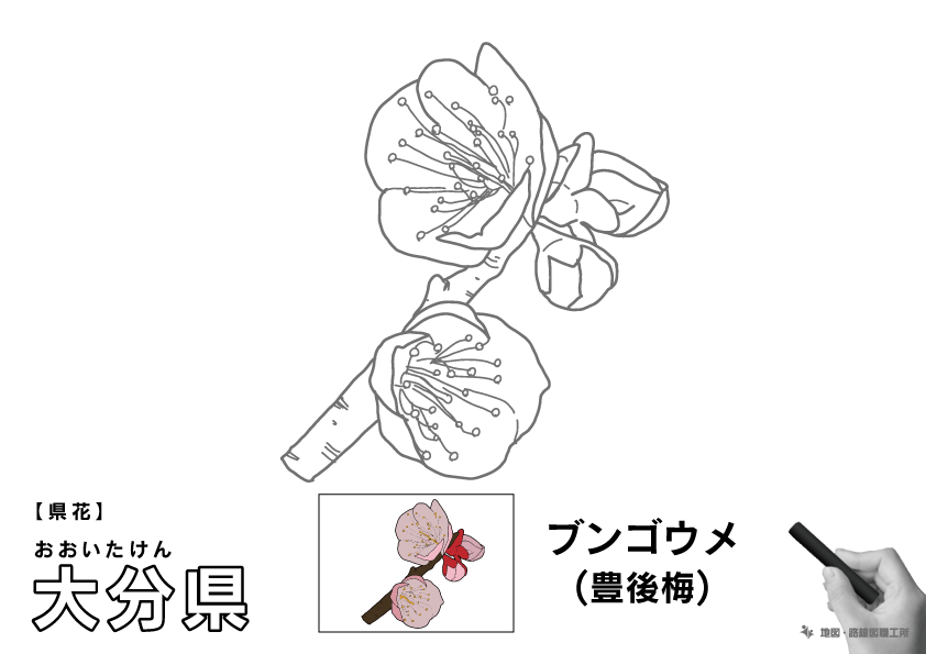 県花 大分県 ブンゴウメ(豊後梅)のイラスト・ぬりえ