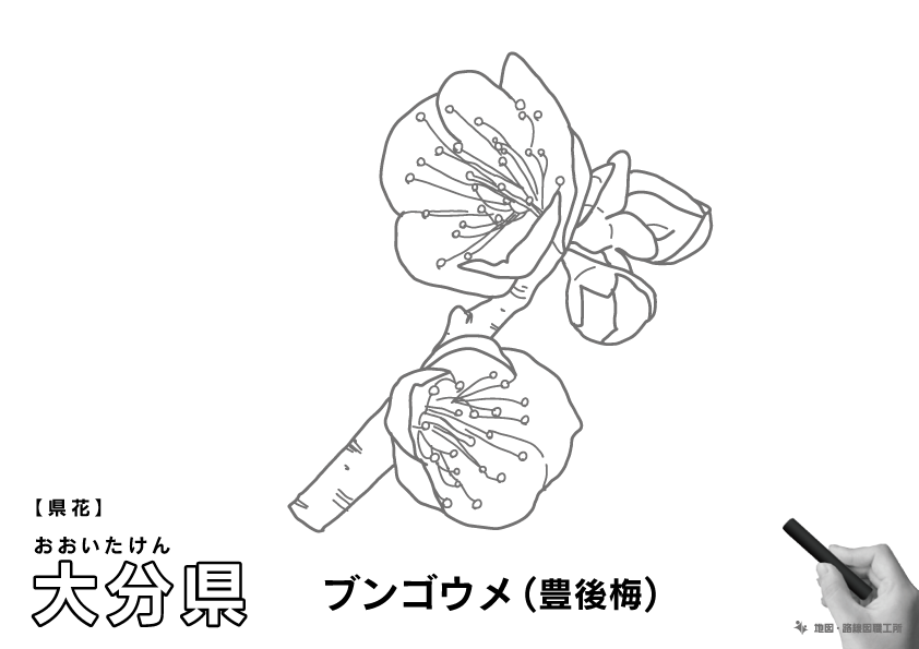 県花 大分県 ブンゴウメ(豊後梅)のイラスト・ぬりえ