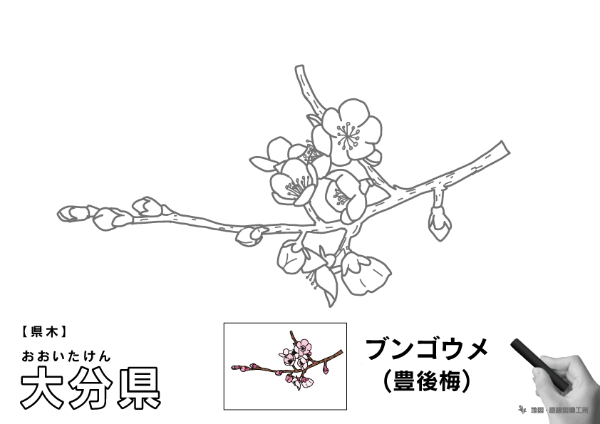 県木 大分県 ブンゴウメ(豊後梅)のイラスト・ぬりえ