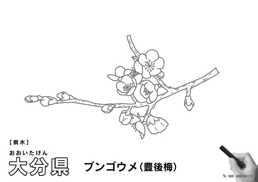 県木 大分県 ブンゴウメ(豊後梅)のイラスト・ぬりえ