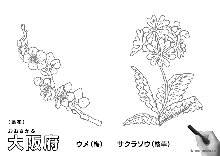 県花 大阪府 サクラソウ(桜草)のイラスト・ぬりえ