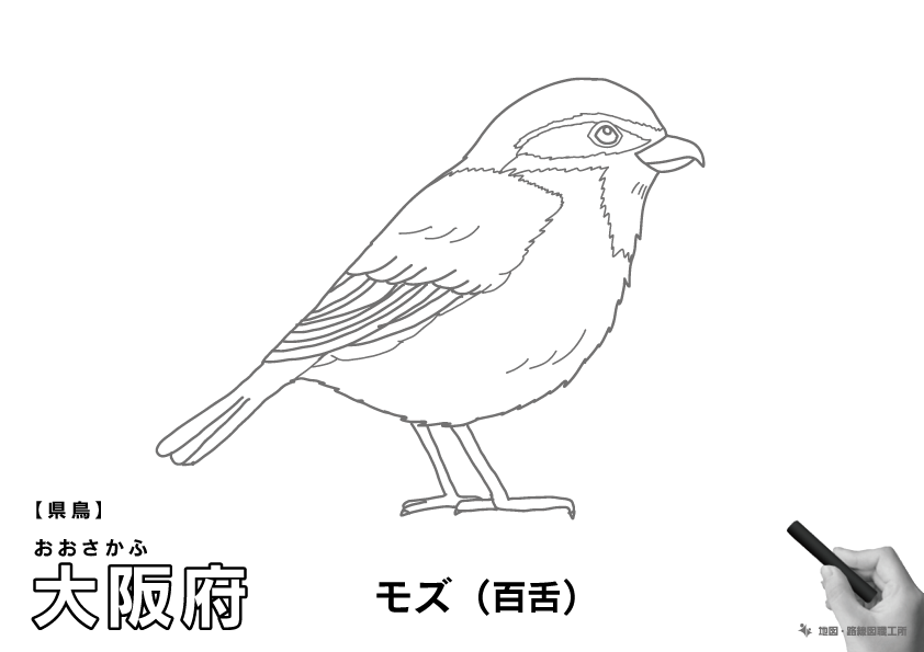 県鳥 大阪府 モズ(百舌)のイラスト・ぬりえ